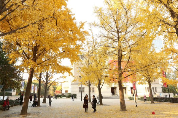“落叶不扫”上海街头最好意思秋色中，藏着超大城市的沸腾解法